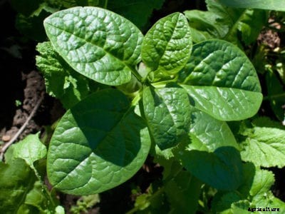 Growing Spinach In Summer:  Alternative Summer Spinach Varieties