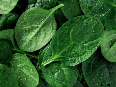 Uses For Spinach: How To Use Spinach Plants From Your Garden