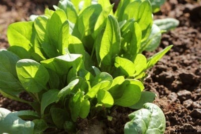 Popular Spinach Varieties: Growing Different Types Of Spinach