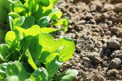 Young Spinach Issues: Common Diseases Of Spinach Seedlings