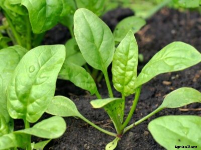 Managing Spinach Stress : Learn How To Protect Spinach From Stress