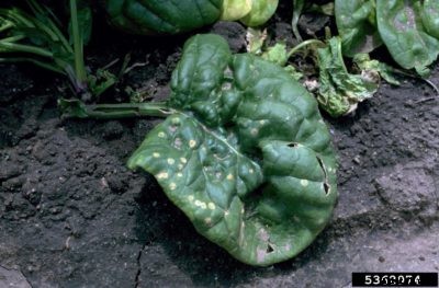 Spinach Leaf Spot Info: Learn About Spinach With Leaf Spots