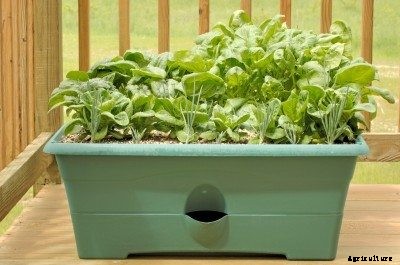 Growing Spinach In A Pot: How To Grow Spinach In Containers