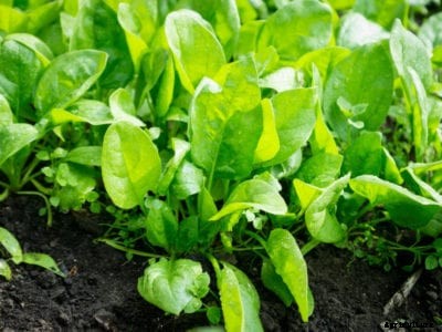 Common Spinach Problems: Dealing With Spinach Pests And Diseases