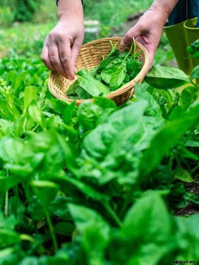 Picking Spinach – How To Harvest Spinach