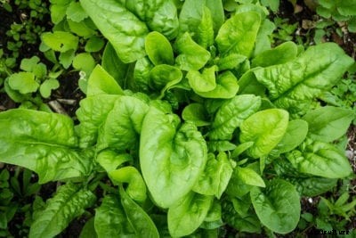 Spinach Planting Guide: How To Grow Spinach In The Home Garden