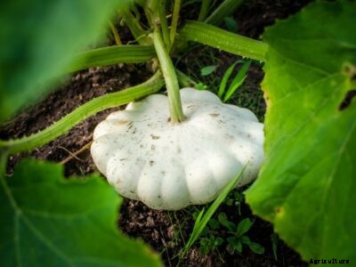 Grow Plants From The First Thanksgiving – Heirloom Squash Varieties To Try