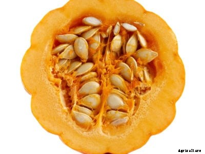 Grocery Store Squash Seeds – Can You Grow Squash From The Store