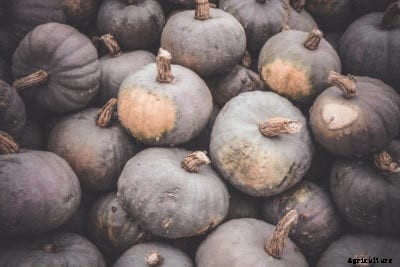 What Is A Blue Hokkaido Squash: Learn About Blue Kuri Squash Care