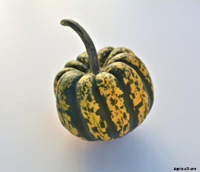 What Is A Sweet Dumpling Squash – Sweet Dumpling Acorn Squash Growing