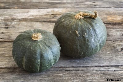 Buttercup Squash Facts – Learn How To Grow Buttercup Squash Vines