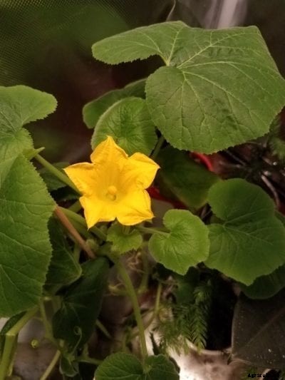 Growing Squash Indoors – How To Grow Squash Inside Your House