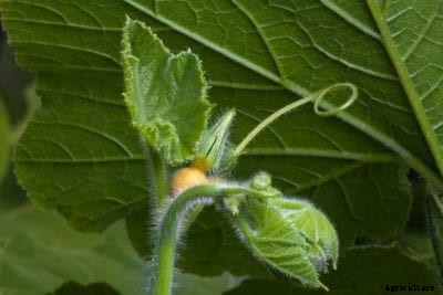 Is Eating Tendrils Safe – Learn How To Harvest Squash Tendrils