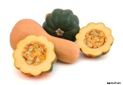 Winter Squash Varieties: How To Choose A Winter Squash Plant