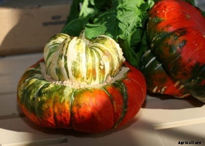What Is A Turban Squash: How To Grow Turk’s Turban Squash Plants