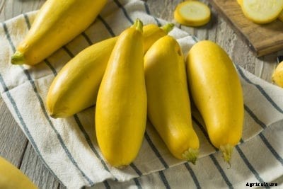 What Is Straightneck Squash – Learn About Straightneck Squash Varieties