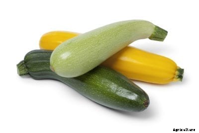 Summer Squash Types – Different Summer Squashes You Can Grow