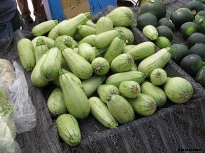 Marrow Squash Plant – How To Grow Marrow Vegetables