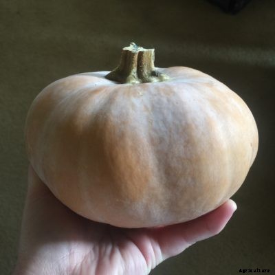 Butterkin Squash Information – How To Grow Butterkin Squash Plants