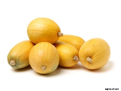 Spaghetti Squash Ripeness: Will Spaghetti Squash Ripen Off The Vine