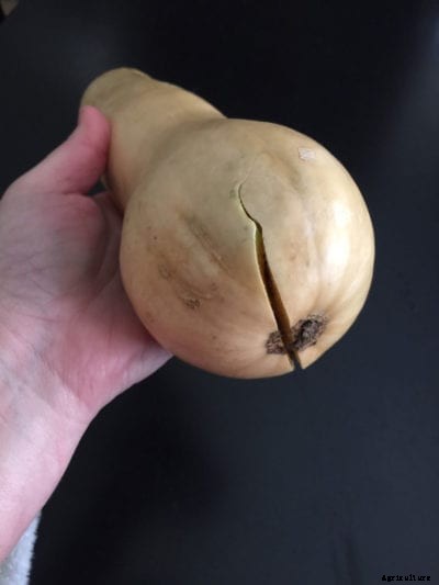 Cracking Squash Fruit – Reasons For Butternut Squash Shell Splitting
