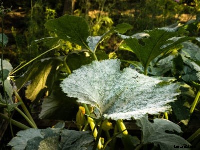 Powdery Mildew Control On Squash: Treating Powdery Mildew In Squash Plants