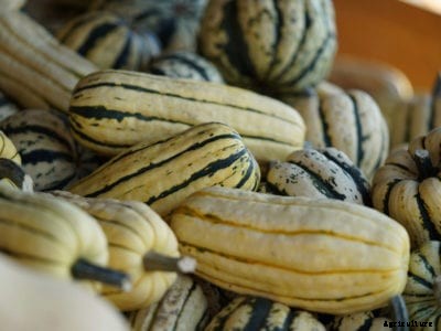 Delicata Squash Information: Tips On Growing Delicata Winter Squash