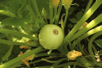 Scallop Squash Growing Tips: Learn About Patty Pan Squash Plants