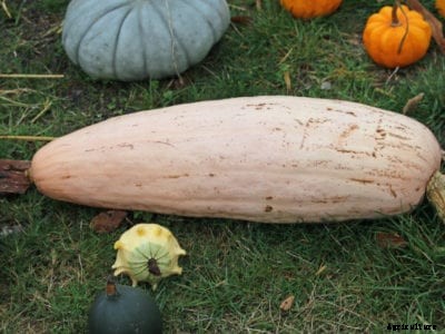 What Is Banana Squash: How To Grow Banana Squash