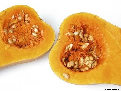 Saving Squash Seeds: Learn About Squash Seed Harvesting & Storage