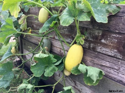 Spaghetti Squash Plant: Tips On Growing Spaghetti Squash