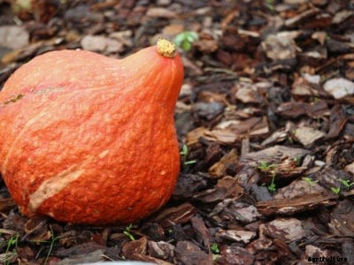 Hubbard Squash Care – How To Grow Hubbard Squash Plant