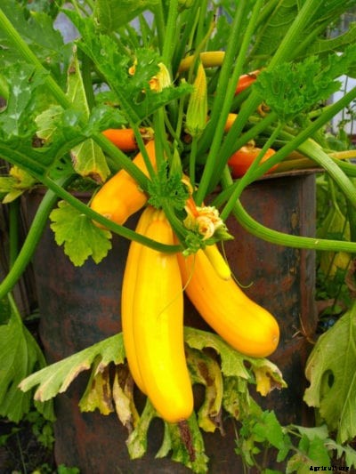 Will Squash Grow In Pots: How To Grow Squash In Containers