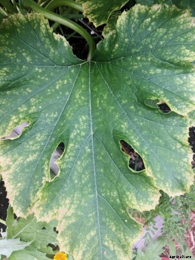 Squash Mosaic Virus Info: Tips For Treating Mosaic On Squash
