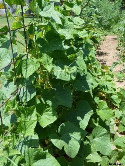 Building Trellises For Squash: Tips For Growing Squash On Trellises