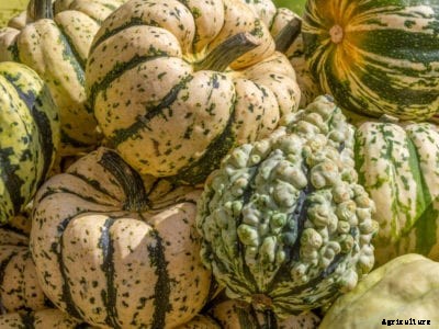 Yellow Bumpy Squash: Why Is My Squash Bumpy