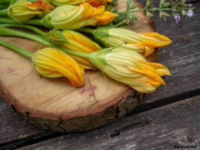 Picking Squash Blossoms – How And When To Pick Squash Flowers