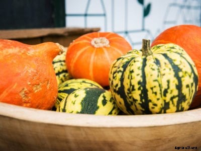 Hardening Off Squash – How To Store Squash Over The Winter