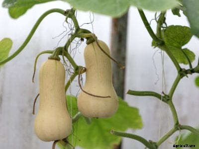 Growing Butternut Squash Plants – Butternut Squash Cultivation In The Home Garden