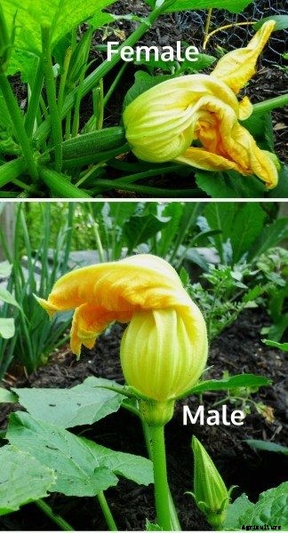 What A Female Flower And A Male Flower Look Like On A Squash Plant