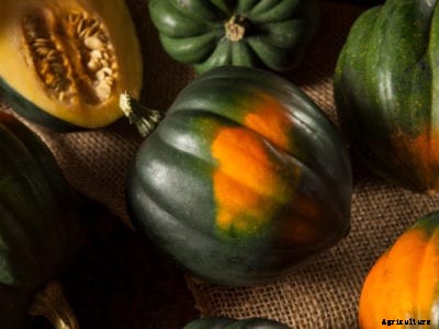 Acorn Squash Growing Tips For Your Garden