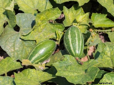Squash Isn’t Ripe – Tips For Ripening Squash In Gardens
