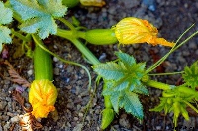 Pollinate Squash By Hand – Instructions For How To Pollinate Squash By Hand