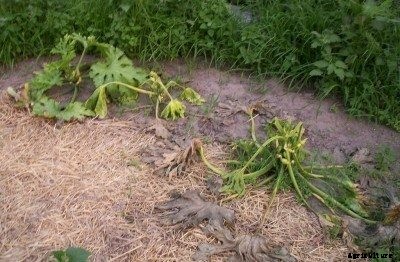 Squash Wilting And Dying: Signs Of Squash Wilt