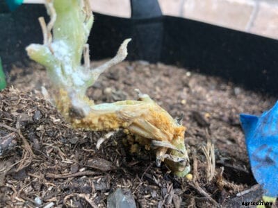 Squash Pests: Identifying And Preventing Squash Vine Borer