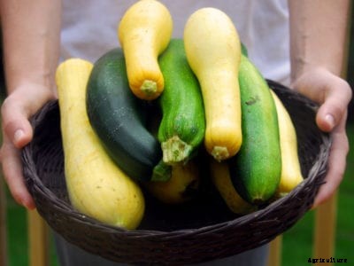 When To Harvest Squash: Best Time To Pick Winter Or Summer Squash