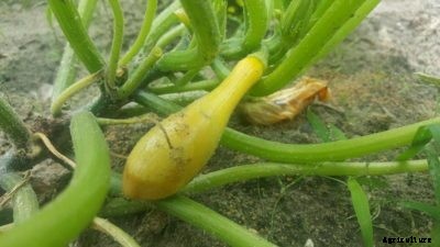 Squash Rotting On End: Squash Blossom End Rot Causes And Treatment