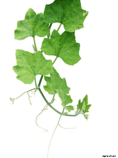 Pruning Squash Leaves – Should You Remove Squash Leaves?