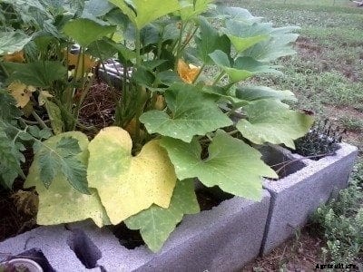 Yellowing Squash Leaves: Why Squash Leaves Turn Yellow