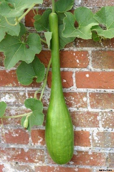 Can Squash Cross Pollinate With Cucumbers